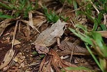 Palawan horned frog httpsuploadwikimediaorgwikipediacommonsthu
