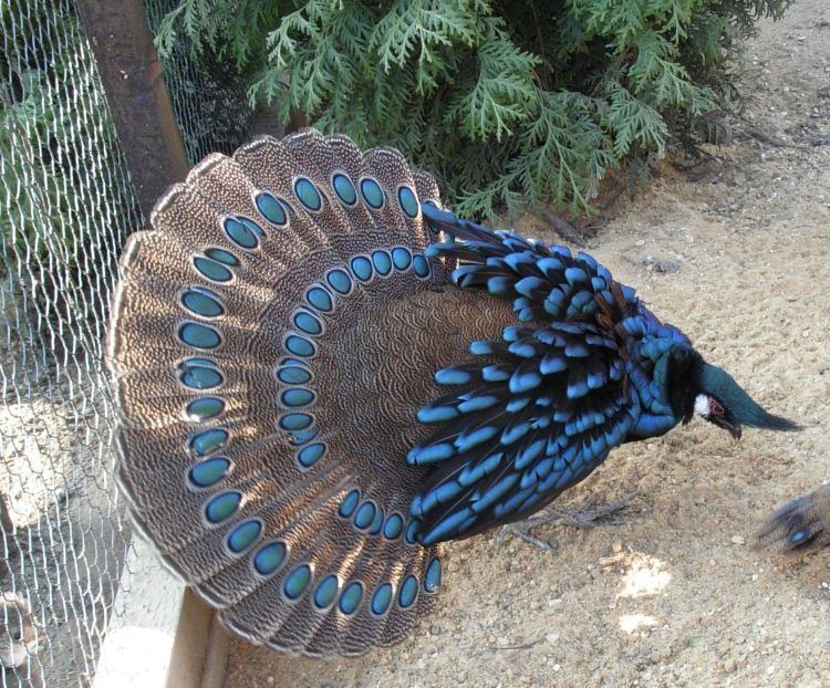 Palawan peacock-pheasant Polyplectron napoleonis Palawan peacockpheasant Polyplectron