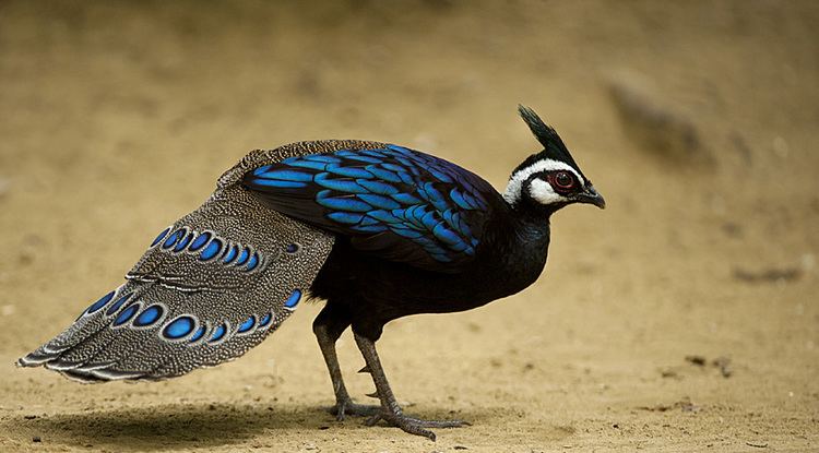 Palawan peacock-pheasant Surfbirds Online Photo Gallery Search Results
