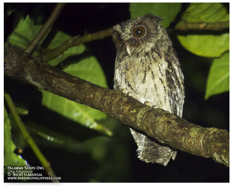 Palawan scops owl wwwbirdingphilippinescomwpcontentgallerybird