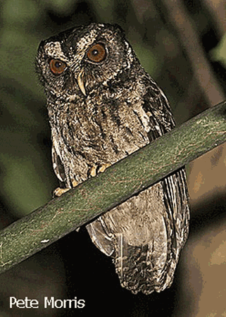 Palawan scops owl Palawan Scops Owl Otus fuliginosus Planet of Birds