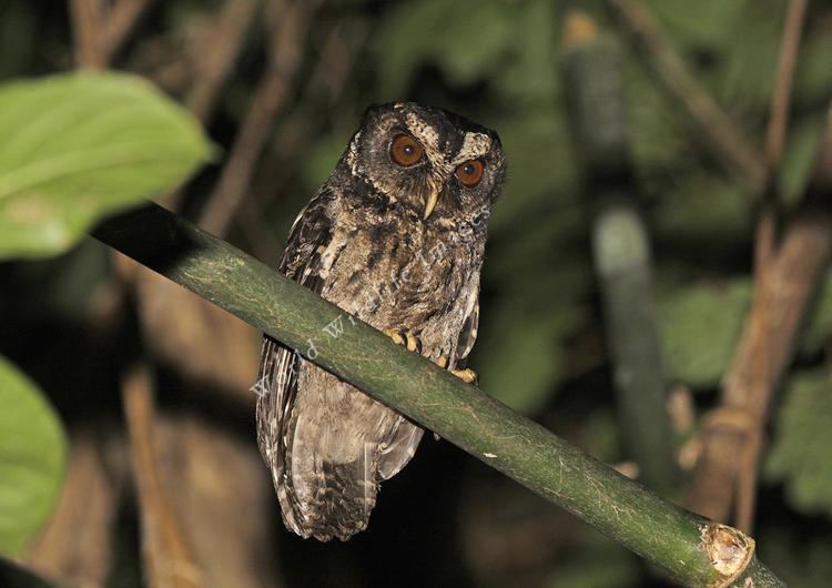 Palawan scops owl fuliginosus Palawan Scopsowl 03 c Pete Morris