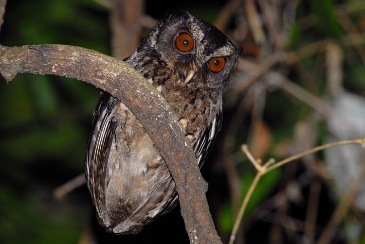 Palawan scops owl Avian Vocalizations Center AVoCet recording of Palawan Scopsowl