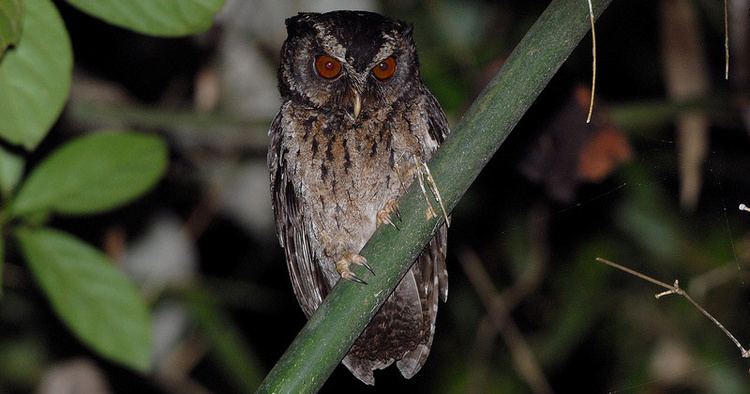 Palawan scops owl Palawan Scops Owl Otus fuliginosus Information Pictures Sounds