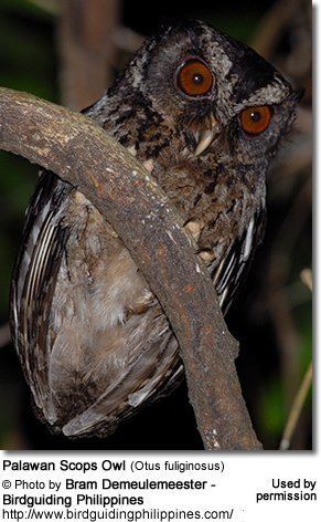 Palawan scops owl Palawan Scops Owls Otus fuliginosus