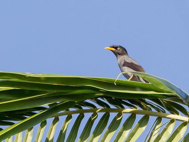 Pale-bellied myna Palebellied Myna Acridotheres cinereus videos photos and sound