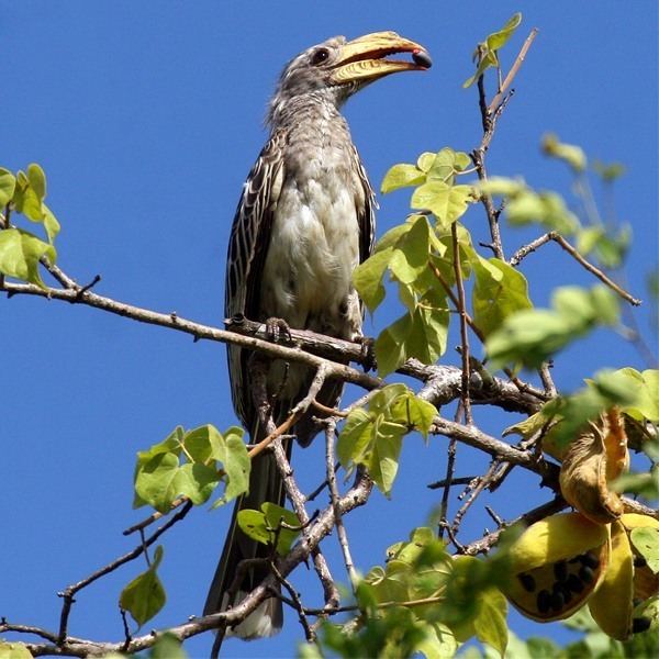 Pale-billed hornbill Palebilled Hornbill