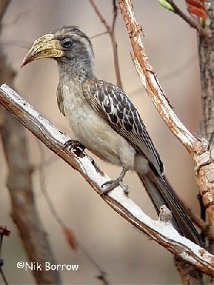 Pale-billed hornbill African Bird Club
