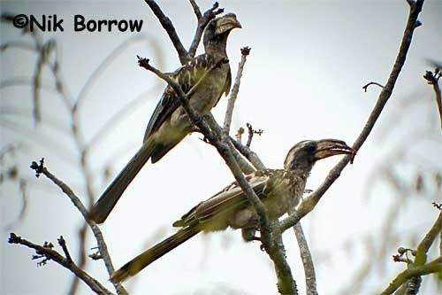 Pale-billed hornbill Palebilled Hornbill Lophoceros pallidirostris videos photos and