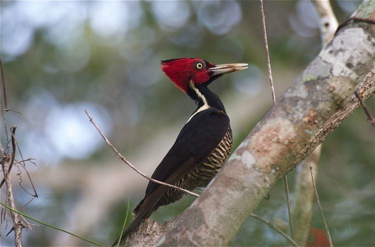 Pale-billed woodpecker Palebilled Woodpecker Campephilus guatemalensis Google Search