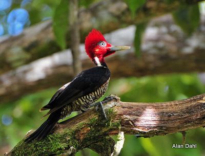 Pale-billed woodpecker Featured Bird Palebilled Woodpecker Osa Conservation