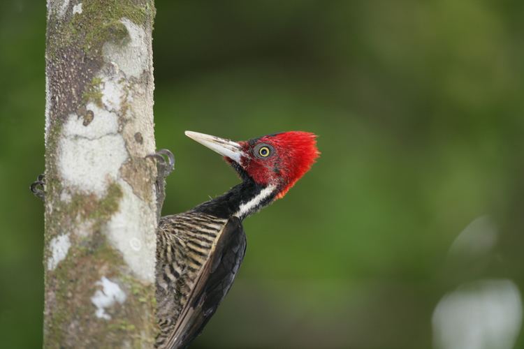 Pale-billed woodpecker La Sirena Hays pale billed woodpecker sirena 05