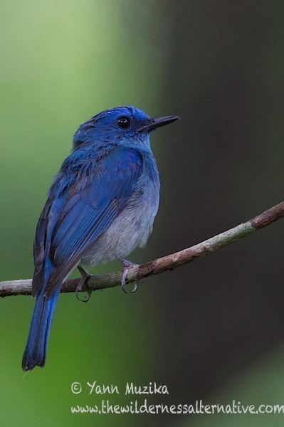 Pale blue flycatcher orientalbirdimagesorgimagesdata0k7a4819jpg