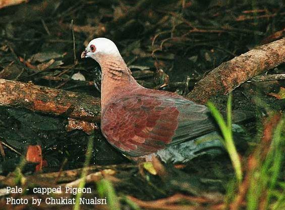 Pale-capped pigeon Oriental Bird Club Image Database Photographers