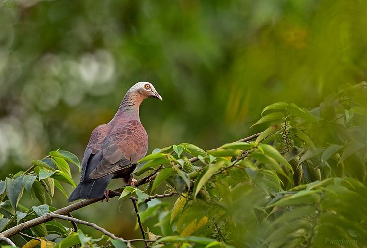Pale-capped pigeon Palecapped Pigeon Bhubaneswar Conservation India