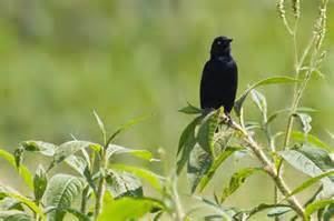 Pale-eyed blackbird More on Agelasticus xanthophthalmus Paleeyed Blackbird