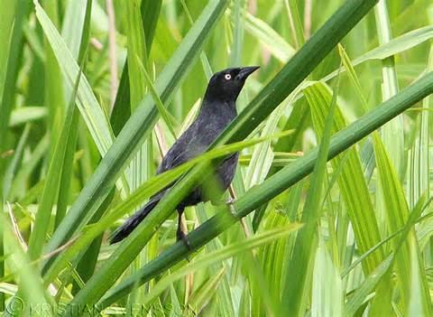 Pale-eyed blackbird More on Agelasticus xanthophthalmus Paleeyed Blackbird