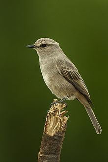 Pale flycatcher httpsuploadwikimediaorgwikipediacommonsthu