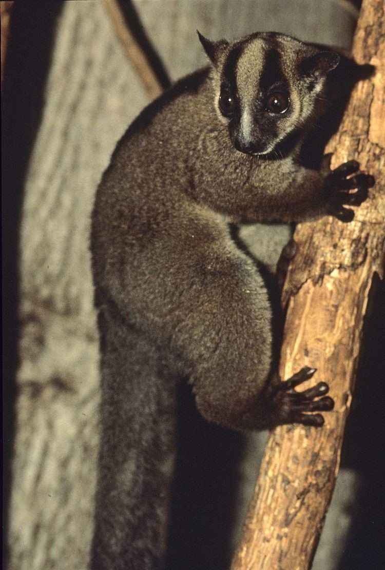 Pale fork-marked lemur