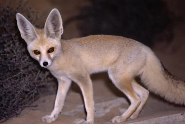 Pale fox pale fox Natural History