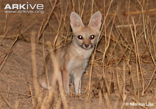 Pale fox Pale fox videos photos and facts Vulpes pallida ARKive