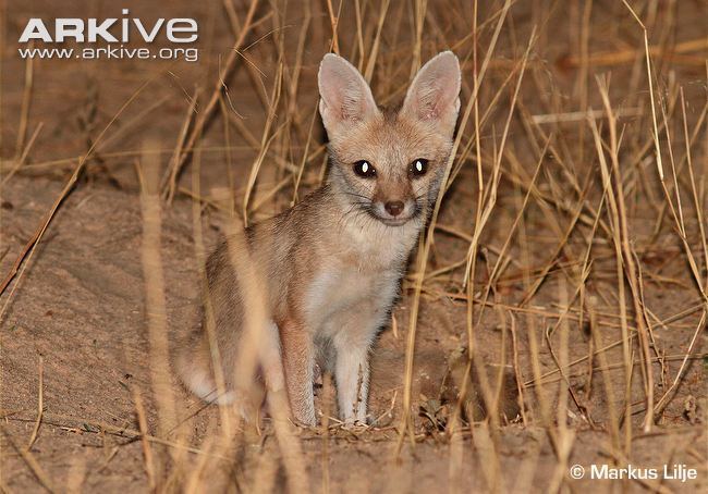 Bengal fox - Alchetron, The Free Social Encyclopedia