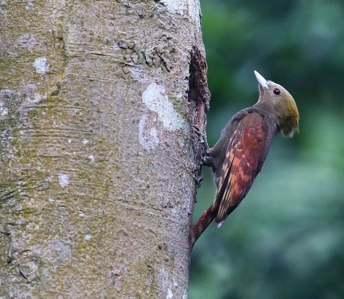 Pale-headed woodpecker Southeast China Hidden Treasures of the Song Kingdom Tropical Birding