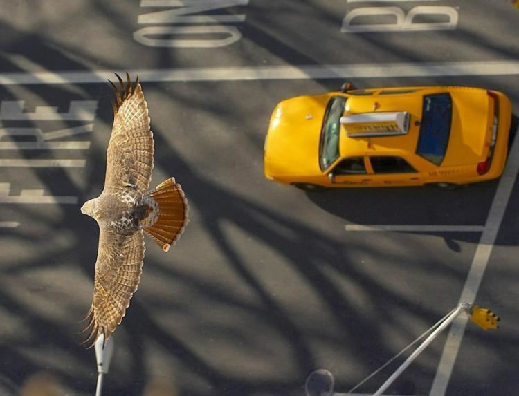 Pale Male Famed hawk Pale Male39s mate is found dead NY Daily News