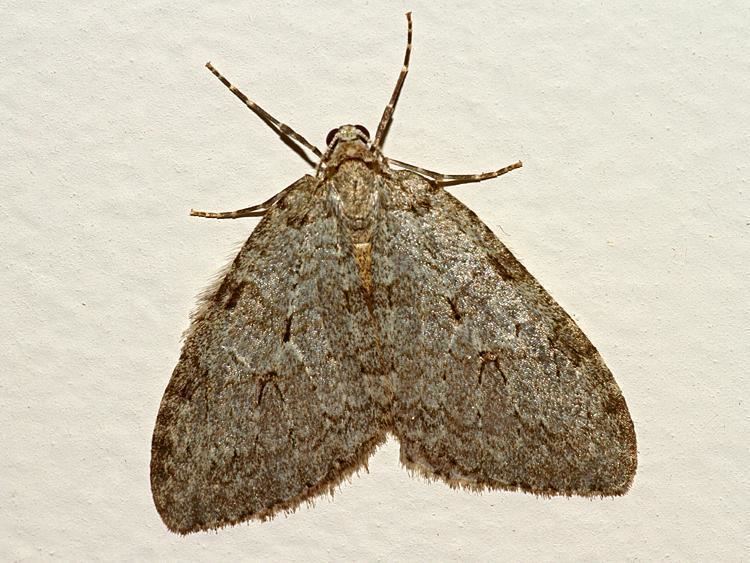 Pale November moth Pale November Moth Epirrita christyi Northumberland Moths