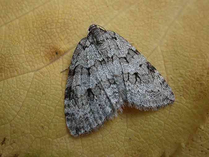 Pale November moth 1796 Pale November Moth Geometridae Epirrita christyi Simply