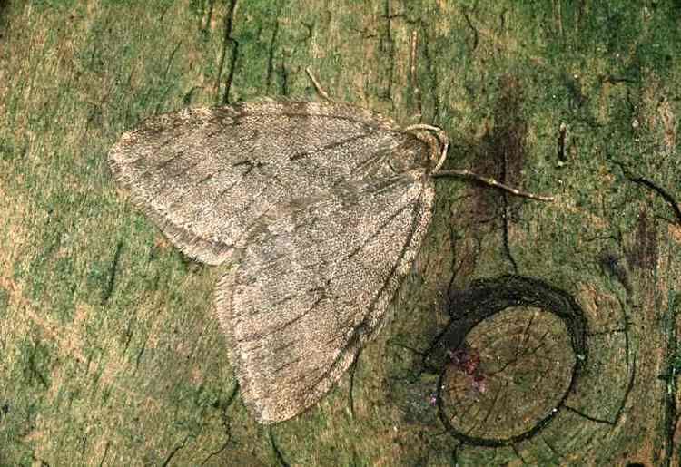 Pale November moth Pale November Moth Epirrita christyi UKMoths