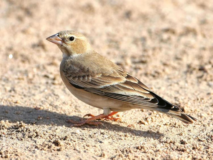 Pale rockfinch wwwkuwaitbirdsorgsitesdefaultfilesstyleslar