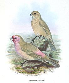 Pale rosefinch httpsuploadwikimediaorgwikipediacommonsthu