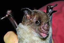 Pale spear-nosed bat httpsuploadwikimediaorgwikipediacommonsthu