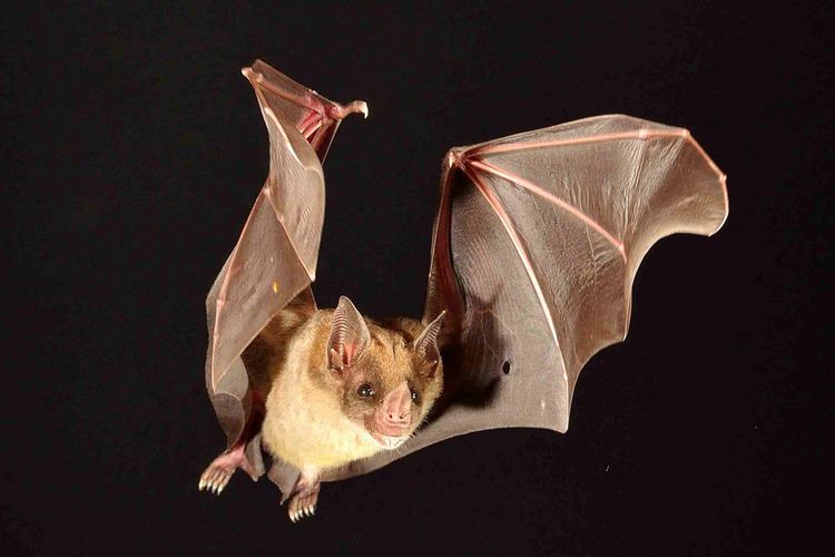 Pale spear-nosed bat Pale spearnosed Bat Phyllostomus discolor El ojochal Riva Jos