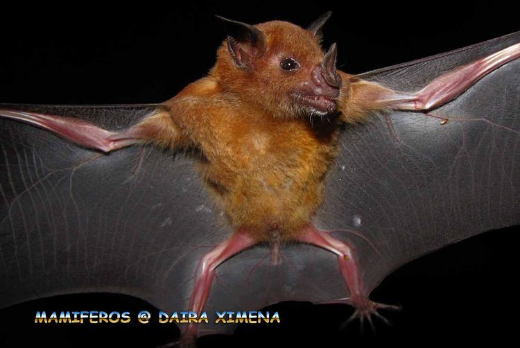 Pale spear-nosed bat Pale Spearnosed Bat Phyllostomus discolor Mamfero en t Flickr