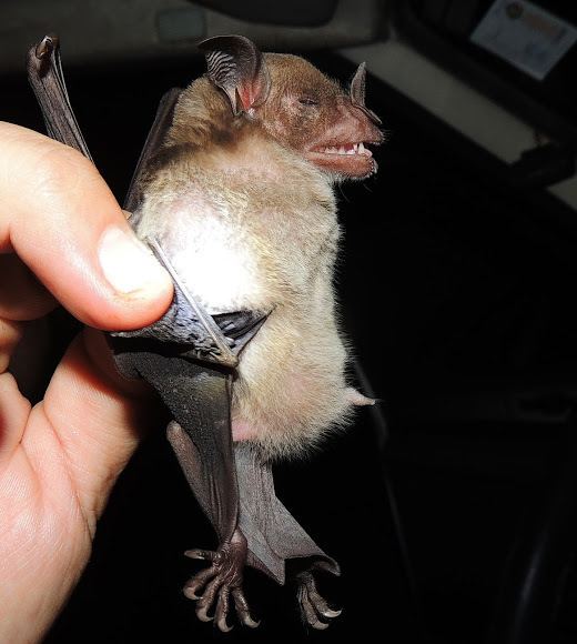 Pale spear-nosed bat Pale SpearNosed Bat Project Noah
