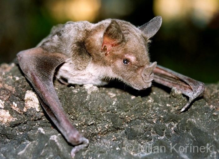 Pale spear-nosed bat Image Phyllostomus discolor Pale Spearnosed Bat BioLibcz