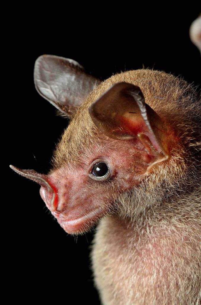Pale spear-nosed bat HAFF The Pale Spearnosed Bat Phyllostomus discolor is known to