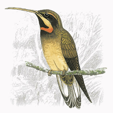 Pale-tailed barbthroat Paletailed Barbthroat Threnetes leucurus Planet of Birds
