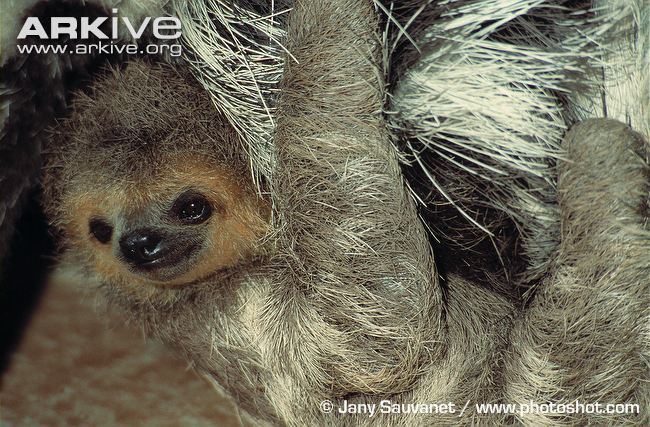 Pale-throated sloth Palethroated threetoed sloth photo Bradypus tridactylus G67863