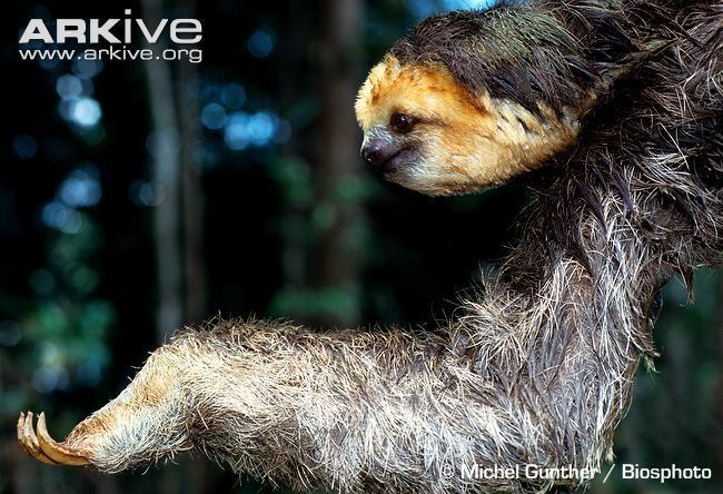 Pale-throated sloth Palethroated threetoed sloth photo Bradypus tridactylus G68176