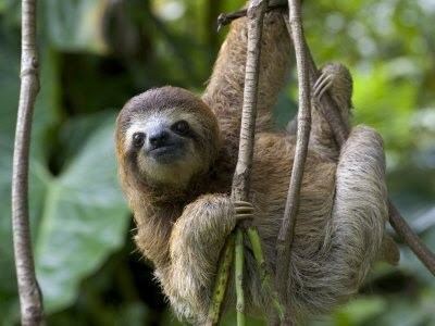 Pale-throated sloth PaleThroated Three Toed Sloth Xenarthra