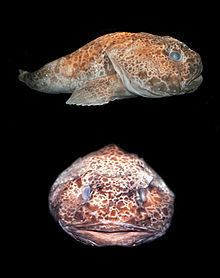 Pale toadfish httpsuploadwikimediaorgwikipediacommonsthu