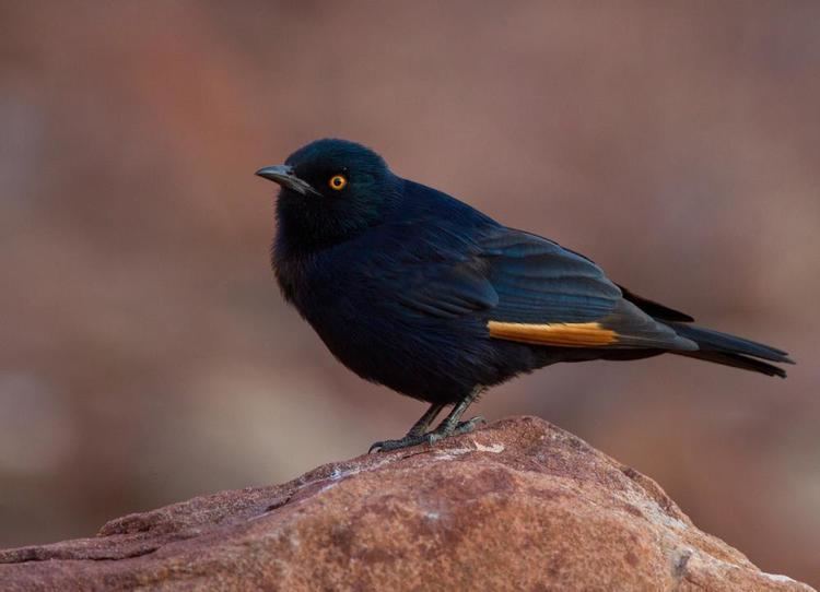 Pale-winged starling Palewinged Starling Onychognathus nabouroup videos photos and