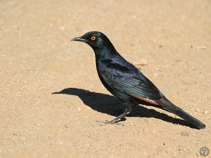 Pale-winged starling Mangoverde World Bird Guide Photo Page Palewinged Starling