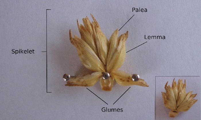 Palea (botany)