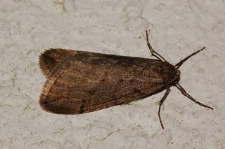 Paleacrita vernata Paleacrita vernata Spring Cankerworm Moth Discover Life