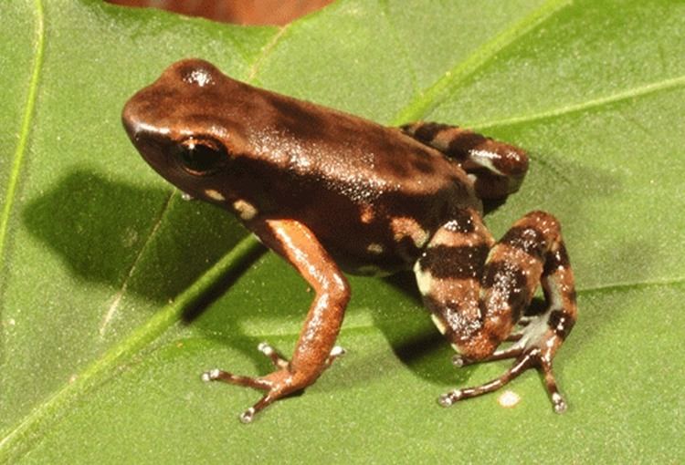 Palenque poison frog wwwdendrobasedefotosAmeeregaErythromoserythro