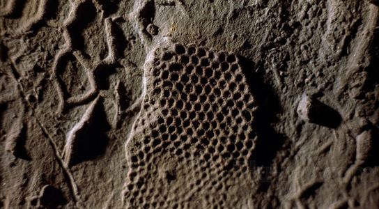 Paleodictyon A primitive form of parenting possibly found in 540 million years